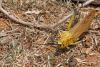 365441 – Photo : Lionel Casset – Madagascar